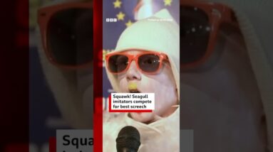 Seagull imitators compete for best screech at European championships. #Seagull #Belgium #BBCNews