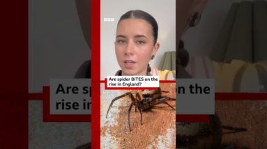 Is the bite of the false widow spider dangerous? #Spider #UK #BBCNews