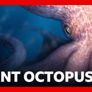 Meet the 19-metre octopus that prowled the ancient seas | BBC News
