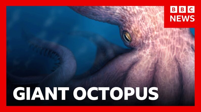 Meet the 19-metre octopus that prowled the ancient seas | BBC News