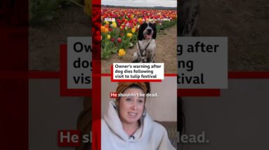 Owner's warning after dog's tulip festival death. #Yorkshire #BBCNews