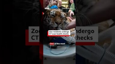 The tiger who came for CT. #BBCNews