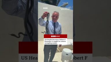 RFK Jr caught on camera wrangling snakes at Dr Oz’s beach house. #Florida #BBCNews