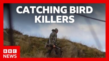 Catching the people illegally killing Britain’s birds of prey | BBC News