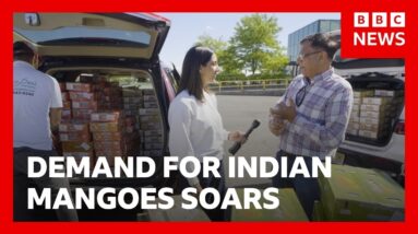 Demand for Indian mangoes soar as cargo fees rise | BBC News