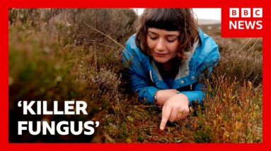 'Killer fungus' destroying invasive plant in UK | BBC News