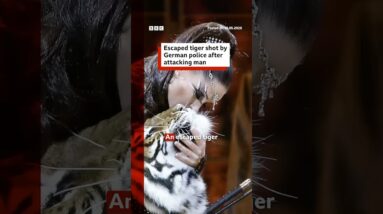 Escaped tiger shot by German police after attacking man. #Germany #BBCNews