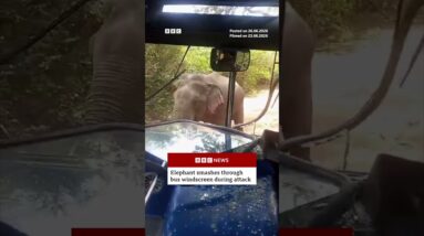 Elephant smashes bus windscreen during attack. #BBCNews