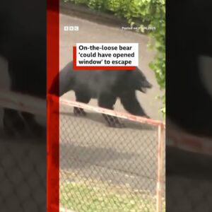 Bear 'could have unlocked window' to escape, say Japanese officials. #Japan #BBCNews