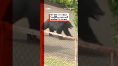 Bear 'could have unlocked window' to escape, say Japanese officials. #Japan #BBCNews