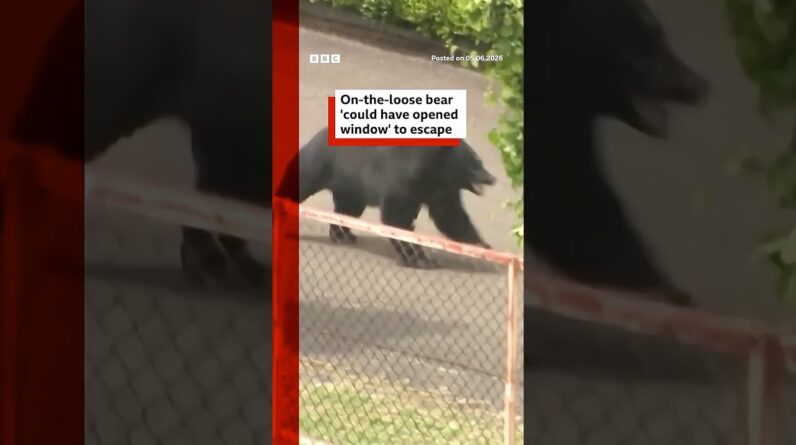 Bear 'could have unlocked window' to escape, say Japanese officials. #Japan #BBCNews