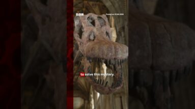 Dinosaur bone found in a drawer after 40 years. #Dinosaurs #Fossils #BBCNews