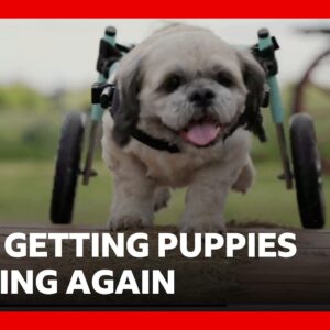 Specially designed wheels getting puppies playing again | BBC News