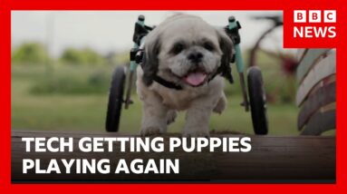 Specially designed wheels getting puppies playing again | BBC News