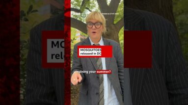 600,000 mosquitoes released across Washington DC area. #BBCNews
