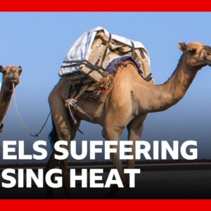 African camels are dying from high heat | BBC News