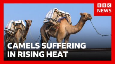 African camels are dying from high heat | BBC News