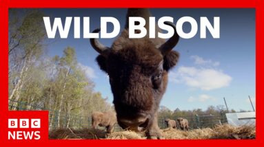 Bison roam wild in Cumbria for the first time in 6,000 years | BBC News