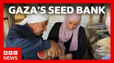 Farming to survive after two years of war | BBC News