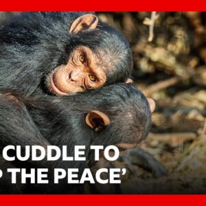Great Apes kiss and cuddle to keep the peace, says study | BBC News