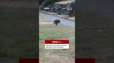 Jimothy the Seattle raccoon becomes viral sensation. #BBCNews