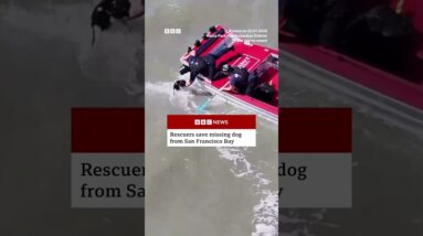 Missing dog rescued in San Francisco Bay. #BBCNews