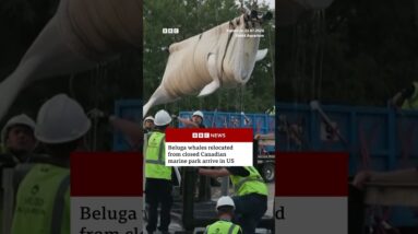 Beluga whales relocated from closed Canadian marine park arrive in US. #BelugaWhale #Whales #BBCNews