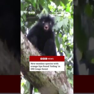 New monkey species with orange lips found ‘hiding’ in DR Congo forest. #BBCNews