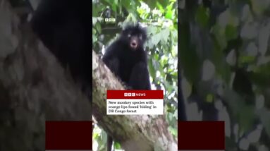 New monkey species with orange lips found ‘hiding’ in DR Congo forest. #BBCNews