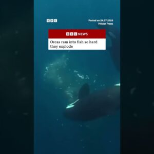 Orcas ram into fish so hard they explode. #BBCNews
