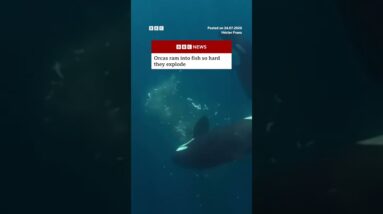 Orcas ram into fish so hard they explode. #BBCNews