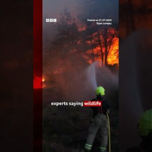 Suffolk wildfires ‘stabilising’, say firefighters. #UKNews #Wildfire #BBCNews