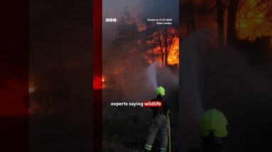 Suffolk wildfires ‘stabilising’, say firefighters. #UKNews #Wildfire #BBCNews