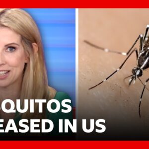 Thousands of mosquitos being released in Washington DC | BBC News