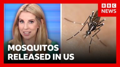 Thousands of mosquitos being released in Washington DC | BBC News