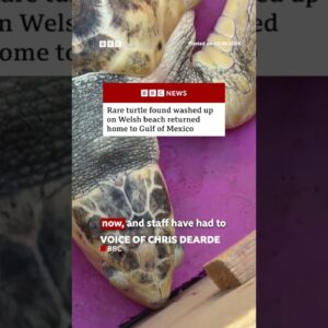 Rhossi the Kemp's ridley sea turtle was nursed back to health by staff at Anglesey Sea Zoo. #BBCNews