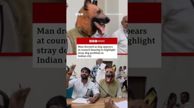 Man dressed as dog appears at Indian council hearing. #India #Dogs #BBCNews