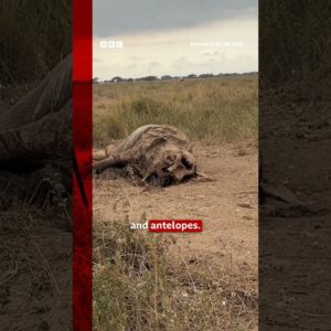 Are pesticides killing elephants in Kenya? #Elephants #Kenya #BBCNews