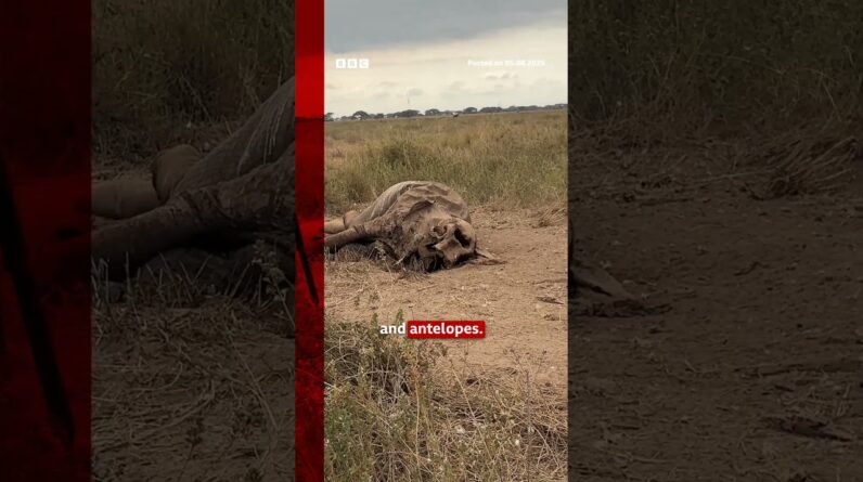 Are pesticides killing elephants in Kenya? #Elephants #Kenya #BBCNews