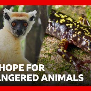 | BBC News