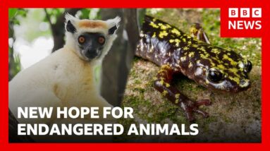 | BBC News
