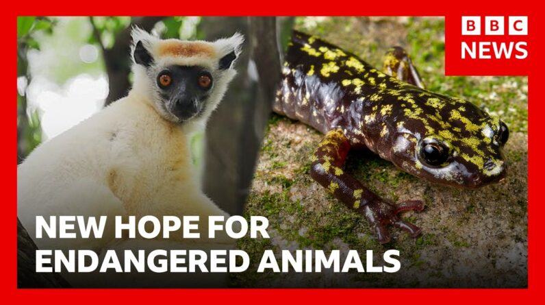 | BBC News