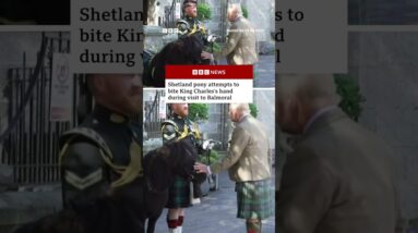 Shetland pony tries to bite King Charles as he arrives for summer holiday at Balmoral. #BBCNews