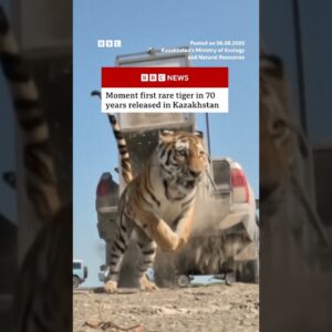 First rare tiger in 70 years released in Kazakhstan. #BBCNews