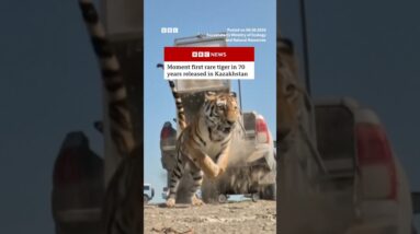 First rare tiger in 70 years released in Kazakhstan. #BBCNews