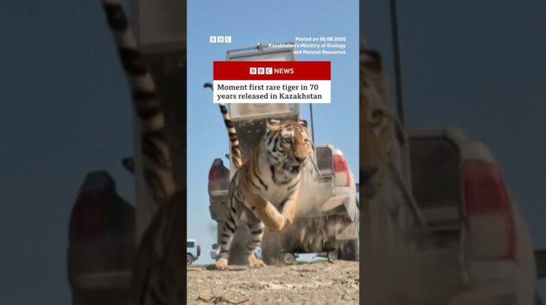 First rare tiger in 70 years released in Kazakhstan. #BBCNews