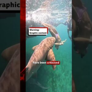 Influencers getting 'too close' to sharks, scientists warn. #Sharks #BBCNews