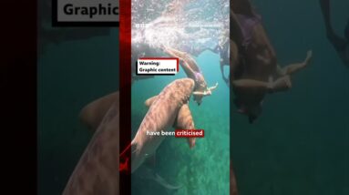 Influencers getting 'too close' to sharks, scientists warn. #Sharks #BBCNews