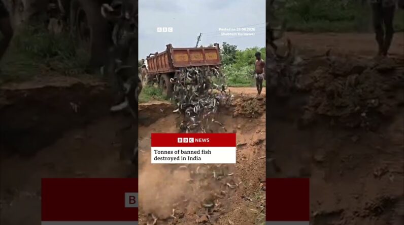 More than 36 tonnes of banned fish destroyed in India. #India #BBCNews