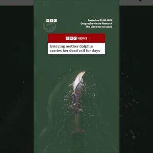 Grieving mother dolphin carries her dead calf for days. #Dolphin #Australia #BBCNews